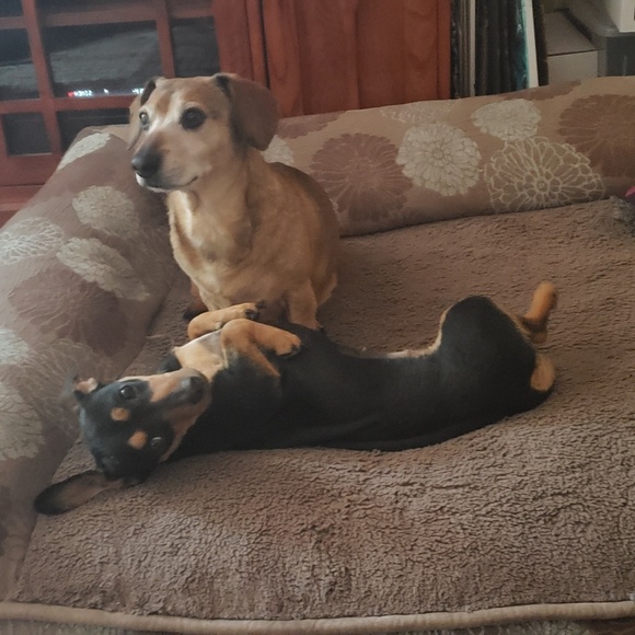 Meet your Posher, Larisa - Picture 4 of 8